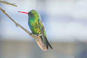 vogel fotografie, vogel afbeelding, meest mooi vogel fotografie, natuur fotografie foto