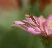 mooi scharlaken libel fotografie, mooi libel Aan natuur, macro fotografie, mooi natuur foto