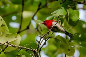 vogel fotografie, vogel afbeelding, meest mooi vogel fotografie, natuur fotografie foto