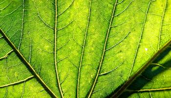 ai gegenereerd een dichtbij omhoog van een groen blad foto