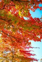 kleurrijk esdoorn- blad Aan de lucht foto
