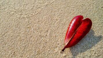 herfst elegantie, eenzaam rood blad rust foto