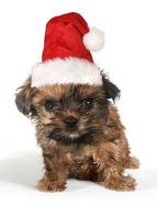 puppy hondje met schattige uitdrukking en kerstmuts foto