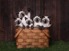 schattige siamese kittens in een mand foto