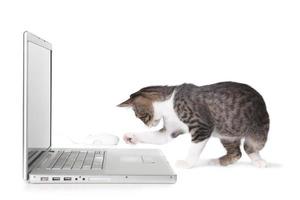 schattig kitten met behulp van laptopcomputer foto