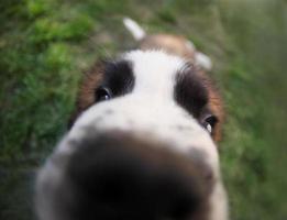 nieuwsgierig sint bernard puppy buiten foto