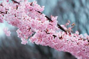 mooi roze kers bloesems sakura met verfrissend in de ochtend- foto