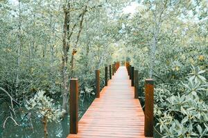 houten brug voor loopbrug in de mangrove natuur studie pad Woud foto