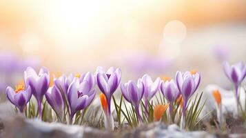 ai gegenereerd krokus bloemen dichtbij omhoog, voorjaar achtergrond. foto