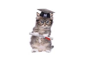 kitten afstuderen met diploma foto