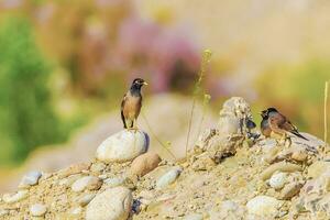 achtergrond met een mooi vogel in de myna wild natuur foto