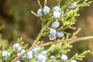 foto van groen jeneverbes natuurlijk geneeskunde en kruid