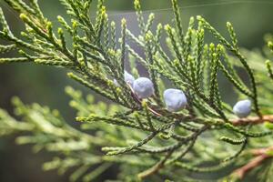 foto van groen jeneverbes natuurlijk geneeskunde en kruid