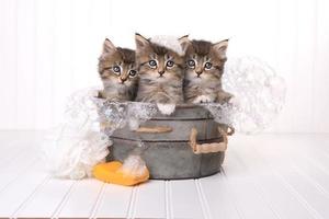 schattige kittens in wastobbe worden verzorgd door bubbelbad foto