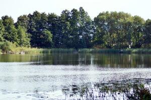 meer in het park foto