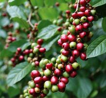 ai gegenereerd koffie bonen rijpen Aan een Afdeling van een koffie boom foto