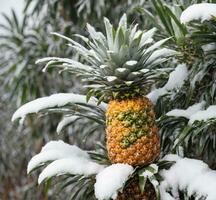 ai gegenereerd ananas in de sneeuw. ananas Aan de boom. foto