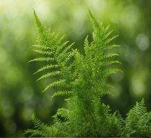 ai gegenereerd groen varen Aan bokeh achtergrond, Ondiep diepte van veld- foto