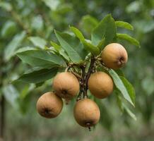 ai gegenereerd rijp fruit van een peren Aan de boom in de tuin foto