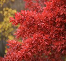 ai gegenereerd rood bladeren van berberis struik in herfst park. natuurlijk achtergrond. foto