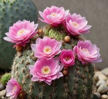 ai gegenereerd cactus met roze bloemen, detailopname. bloemen achtergrond foto