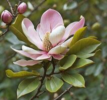 ai gegenereerd mooi magnolia bloem Aan een boom in lente, dichtbij omhoog foto