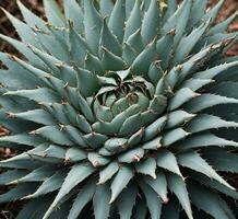 ai gegenereerd agave aloë vera fabriek in botanisch tuin, dichtbij omhoog foto