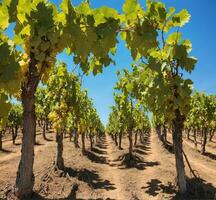 ai gegenereerd wijngaarden in chianti regio, Toscane, Italië foto