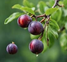 ai gegenereerd rijp pruimen Aan een boom Afdeling met water druppels na regen foto