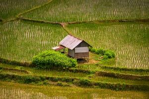 mooi ochtend- visie Indonesië. panorama landschap rijstveld velden met schoonheid kleur en lucht natuurlijk licht foto