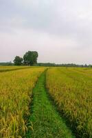 mooi ochtend- visie van Indonesië van bergen en tropisch Woud foto