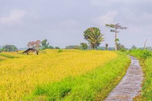 mooi ochtend- visie van Indonesië van bergen en tropisch Woud foto