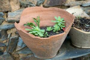 sappig planten in een gebroken klei pot foto