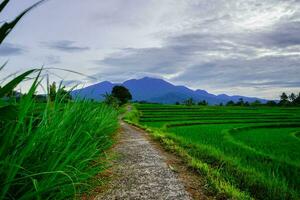 mooi ochtend- visie van Indonesië van bergen en tropisch Woud foto