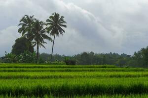 mooi ochtend- visie Indonesië. panorama landschap rijstveld velden met schoonheid kleur en lucht natuurlijk licht foto