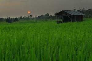 mooi ochtend- visie Indonesië. panorama landschap rijstveld velden met schoonheid kleur en lucht natuurlijk licht foto