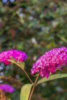 dichtbij omhoog schot van de spin web Aan de vlinder struik. natuur foto