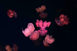 groep van roze gloed kwal lychnorhiza lucerna marmeren kwal in donker water. foto