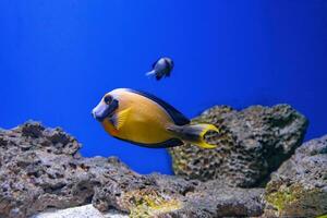 mooi helder oranje vis in de aquarium, acanthurus pyroferus chocola doktersvis foto