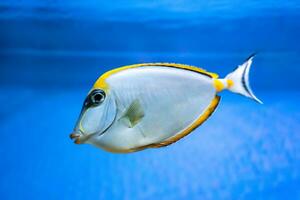 naso lituratus acanthuridae tropisch vis, sinaasappelruggengraat eenhoornvis aquarium blauw water. foto