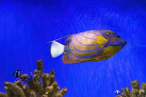 mooi vis, blauw worden maanvissen, pomacanthus annularis in blauw aquarium water. foto