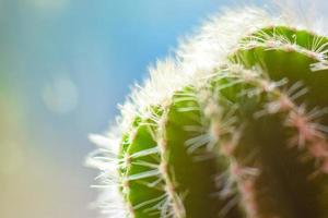 macrofoto van cactusboom met veren foto