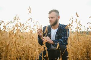 een jong knap boer of agronoom onderzoekt de rijpen van soja bonen in de veld- voordat oogsten foto