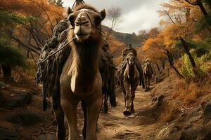 ai gegenereerd een groep van belast kamelen trektocht door een sereen herfst Woud, hun silhouetten contrasterend de levendig vallen gebladerte foto