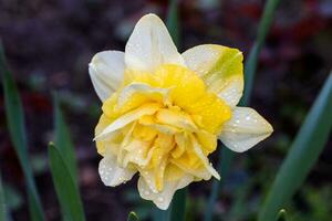 mooi zomer badstof narcissen foto