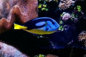 vis Koninklijk blauw chirurg - paracanthurus hepatus foto