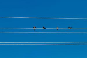 vogelstand zitten Aan elektrisch draden tegen de blauw lucht foto