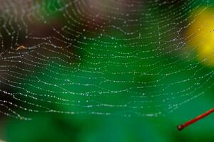 mooi spinneweb in de zon met dauw druppels foto