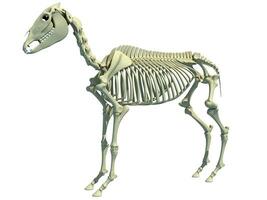 paard skelet anatomie 3d renderen foto