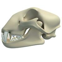Jachtluipaard schedel dier anatomie 3d renderen Aan wit achtergrond foto